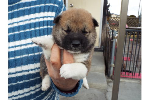 成約済の埼玉県の柴犬-62588の2枚目