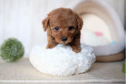 成約済の滋賀県のトイプードル-61904