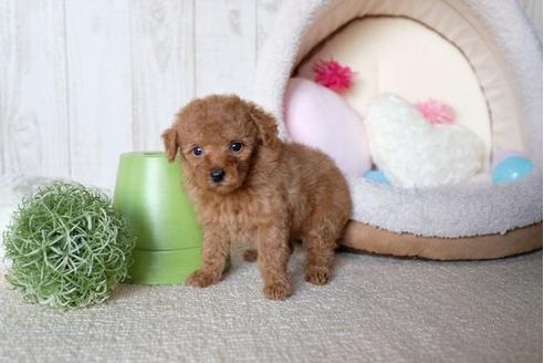 成約済の滋賀県のトイプードル-61904の5枚目