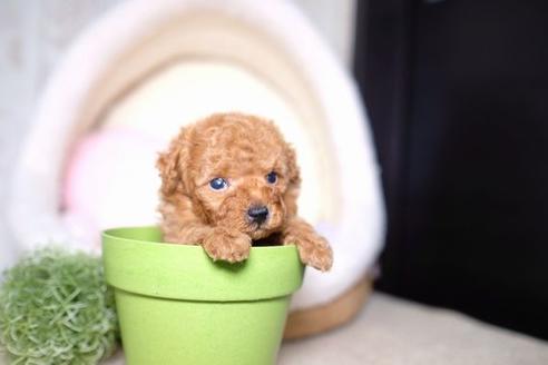 成約済の滋賀県のトイプードル-61904の3枚目