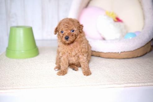 成約済の滋賀県のトイプードル-61904の2枚目