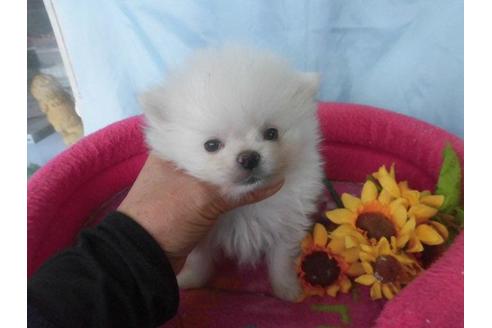 成約済の鹿児島県のポメラニアン-62615の4枚目