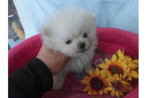 成約済の鹿児島県のポメラニアン-62615の3枚目