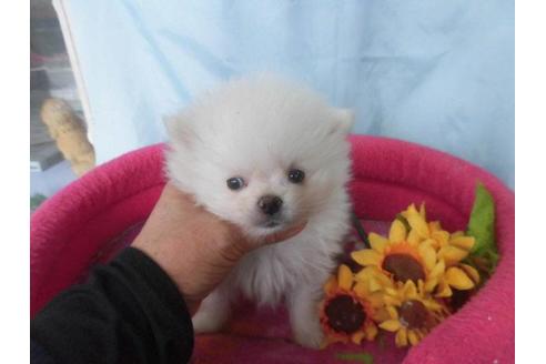 成約済の鹿児島県のポメラニアン-62615の2枚目