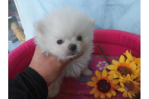 成約済の鹿児島県のポメラニアン-62615の1枚目