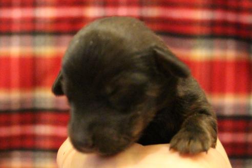 成約済の愛知県のカニンヘンダックスフンド(ロングヘアード)-62632の41枚目