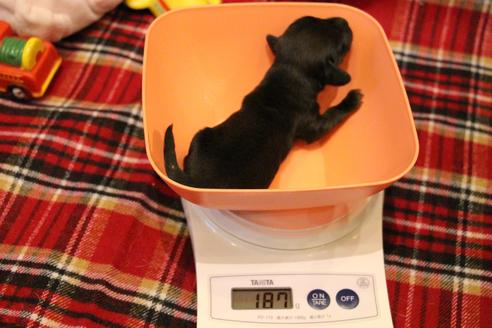 成約済の愛知県のカニンヘンダックスフンド(ロングヘアード)-62632の40枚目