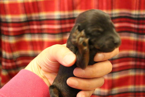 成約済の愛知県のカニンヘンダックスフンド(ロングヘアード)-62632の39枚目