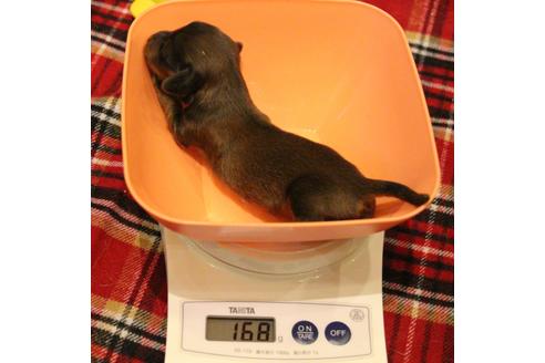 成約済の愛知県のカニンヘンダックスフンド(ロングヘアード)-62633の31枚目