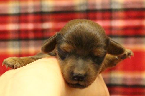 成約済の愛知県のカニンヘンダックスフンド(ロングヘアード)-62633の30枚目