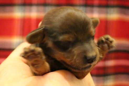 成約済の愛知県のカニンヘンダックスフンド(ロングヘアード)-62633の29枚目