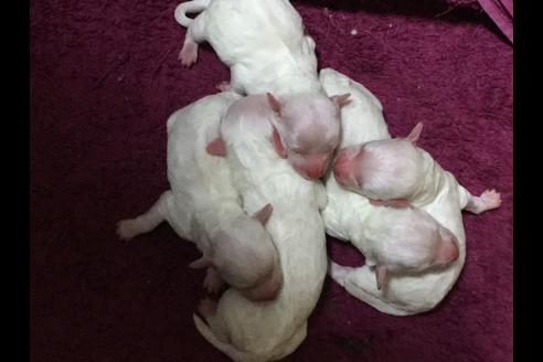 成約済の愛知県のビションフリーゼ-62635の6枚目