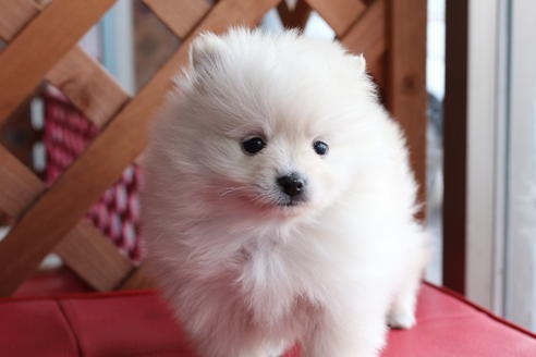 成約済の京都府のポメラニアン-62651の1枚目