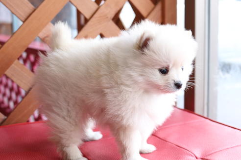 成約済の京都府のポメラニアン-62651の4枚目