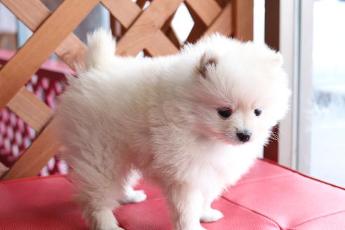 成約済の京都府のポメラニアン-62651の3枚目