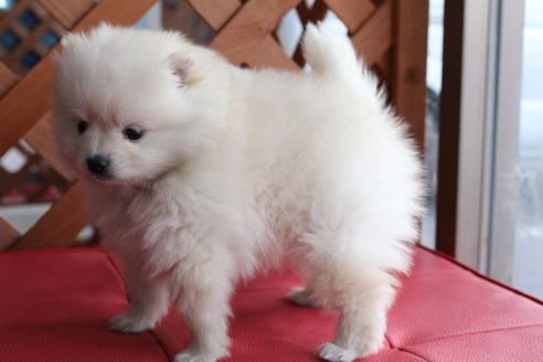 成約済の京都府のポメラニアン-62651の2枚目