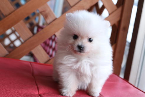 成約済の京都府のポメラニアン-62652の1枚目