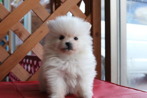 成約済の京都府のポメラニアン-62652の5枚目