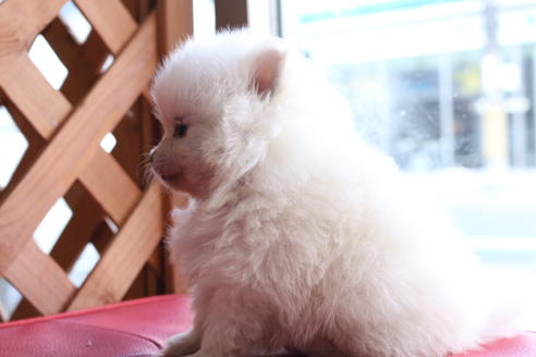 成約済の京都府のポメラニアン-62652の2枚目