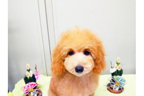 成約済の愛知県のトイプードル-62698の3枚目