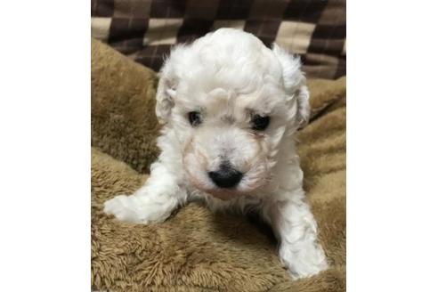 成約済の三重県のトイプードル-62719の2枚目