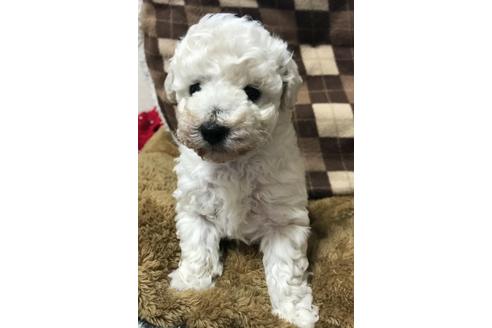成約済の三重県のトイプードル-62741の1枚目