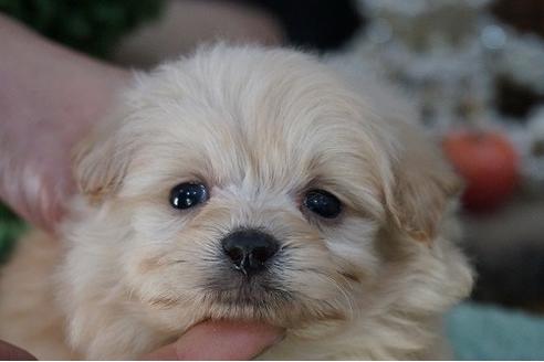 成約済の京都府のミックス犬-62742の1枚目