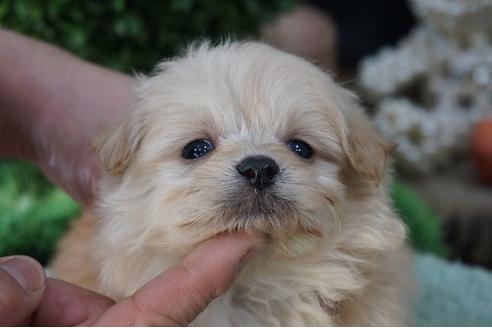 成約済の京都府のミックス犬-62742の3枚目