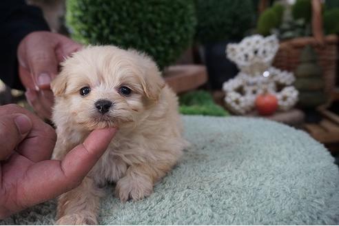 成約済の京都府のミックス犬-62742の2枚目