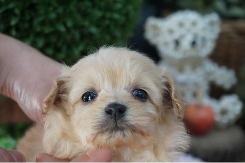 成約済の京都府のミックス犬-62746の1枚目