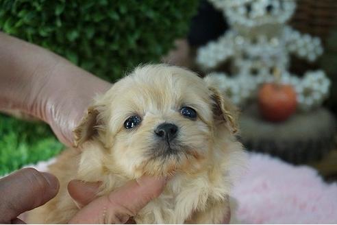 成約済の京都府のミックス犬-62746の3枚目