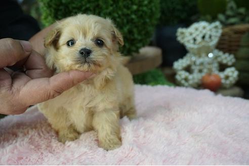 成約済の京都府のミックス犬-62746の2枚目