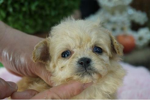 成約済の京都府のミックス犬-62753