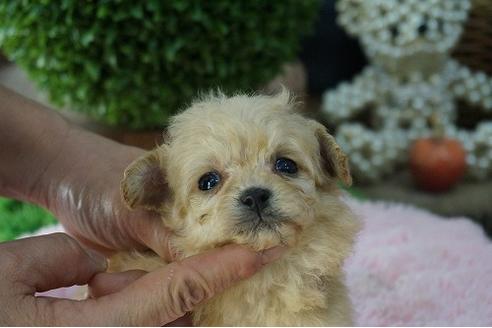 成約済の京都府のミックス犬-62753の3枚目