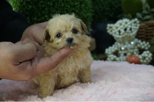 成約済の京都府のミックス犬-62753の2枚目