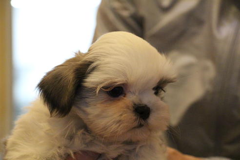 成約済の愛知県のシーズー-59823の41枚目