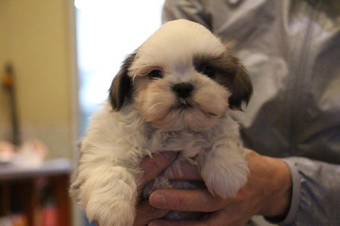 成約済の愛知県のシーズー-59823の40枚目