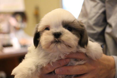 成約済の愛知県のシーズー-59823の39枚目