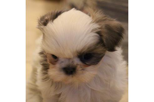 成約済の愛知県のシーズー-59823の38枚目