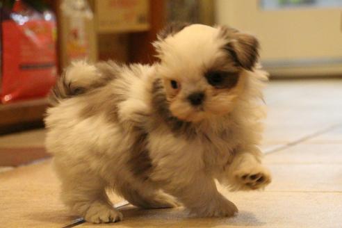 成約済の愛知県のシーズー-59823の37枚目