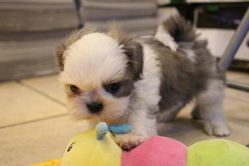 成約済の愛知県のシーズー-59823の36枚目