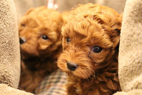 成約済の愛知県のトイプードル-61648の28枚目