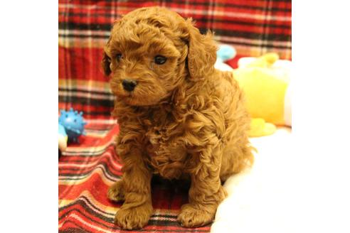 成約済の愛知県のトイプードル-61648の25枚目