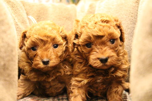 成約済の愛知県のトイプードル-61648の24枚目