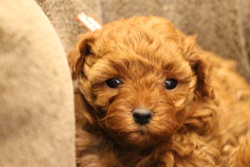 成約済の愛知県のトイプードル-61649の7枚目