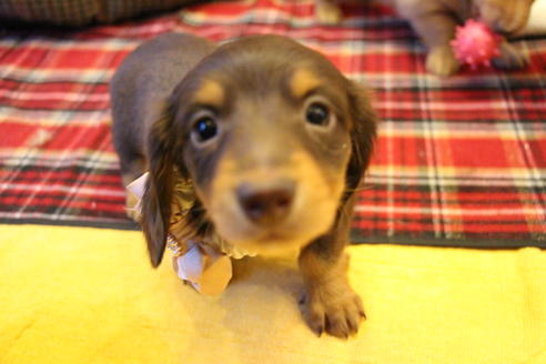 成約済の愛知県のカニンヘンダックスフンド(ロングヘアード)-60573の9枚目