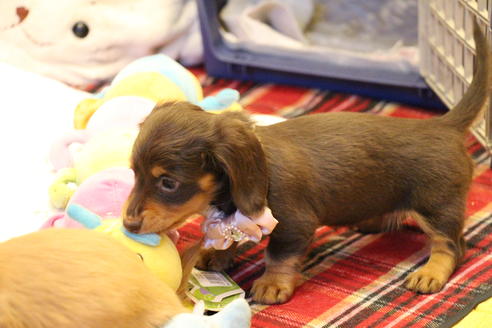 成約済の愛知県のカニンヘンダックスフンド(ロングヘアード)-60573の6枚目