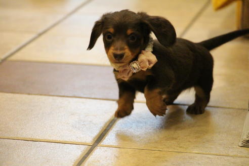 成約済の愛知県のカニンヘンダックスフンド(ロングヘアード)-60573の5枚目