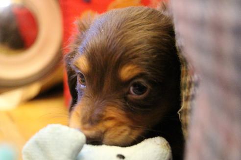 成約済の愛知県のカニンヘンダックスフンド(ロングヘアード)-60572の12枚目