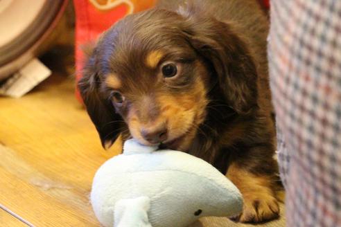 成約済の愛知県のカニンヘンダックスフンド(ロングヘアード)-60572の11枚目